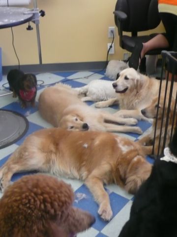 Golden pile up!